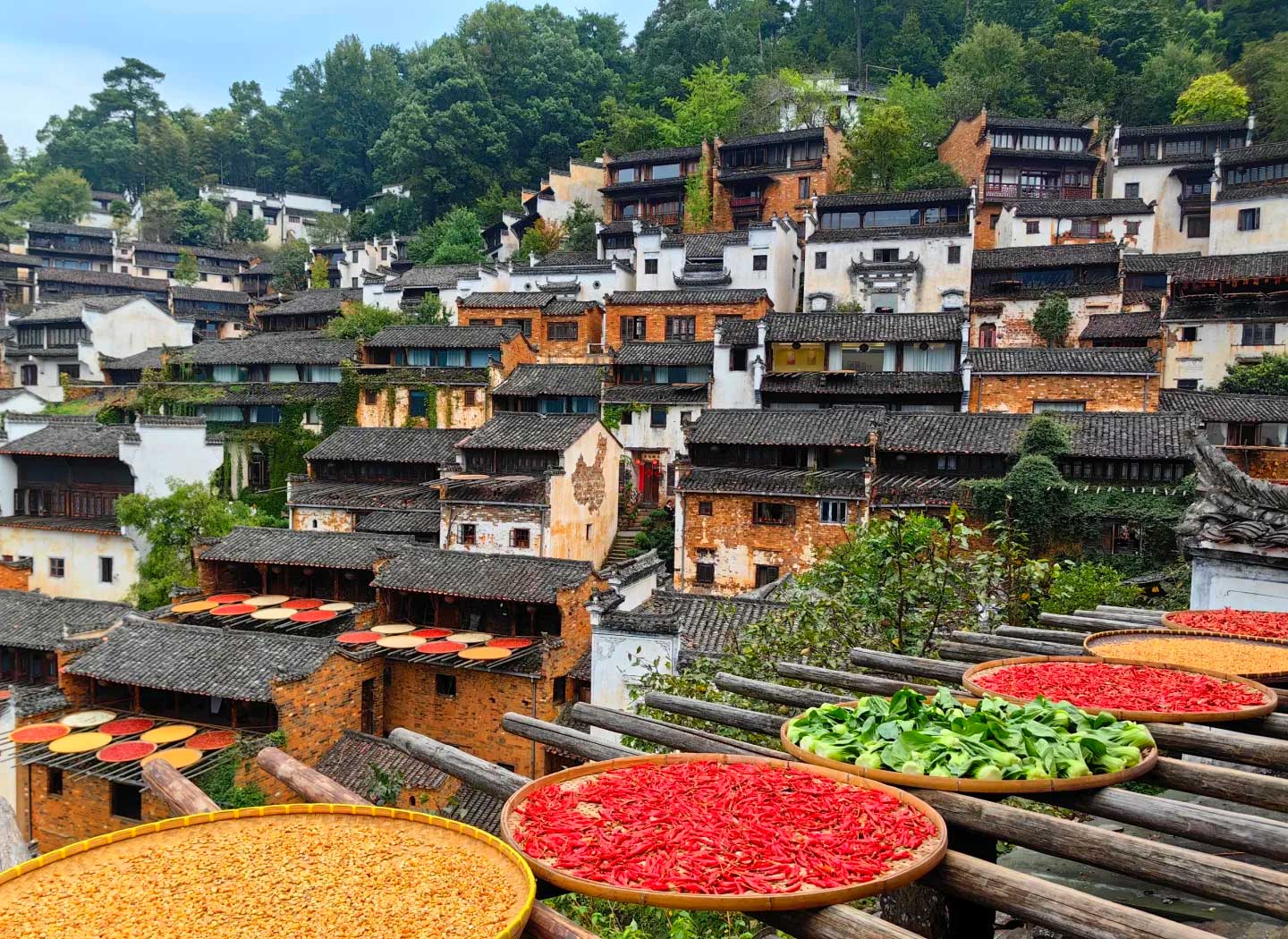 江西婺源｜當油菜花海遇上千年古樟