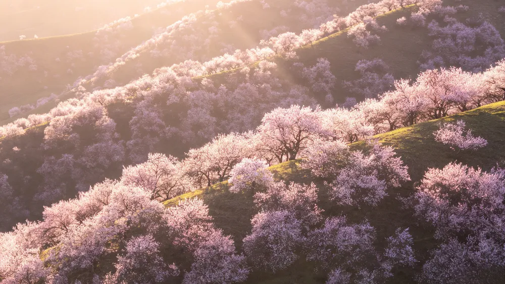 4月新疆伊犁吐爾根野杏花溝 絲路春季限定景觀 4月新疆伊犁吐爾根野杏花溝 絲路春季限定景觀