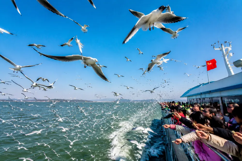 無錫旅遊太湖遊船與西伯利亞紅嘴鷗浪漫飛翔畫面 無錫旅遊太湖遊船與西伯利亞紅嘴鷗浪漫飛翔畫面