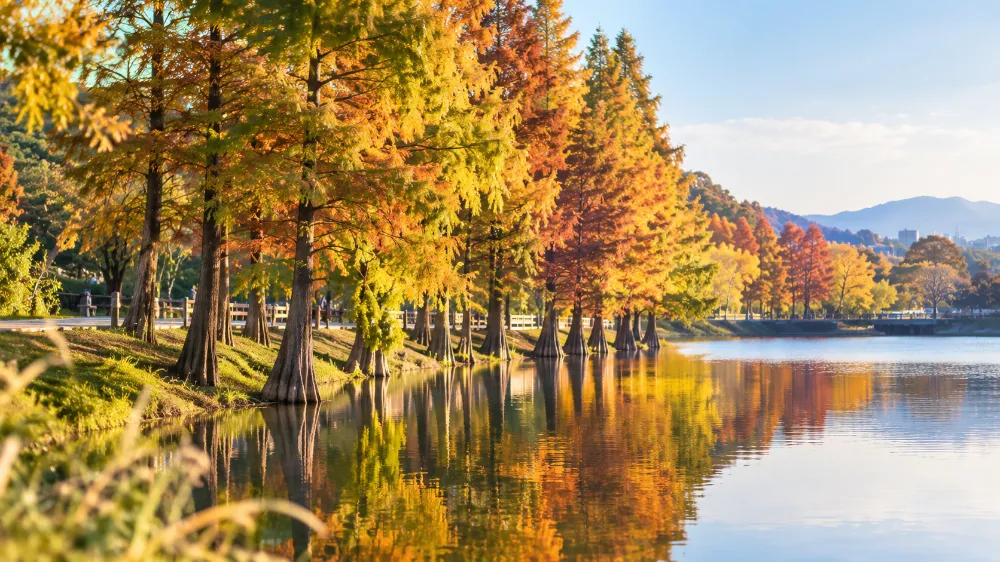 廈門11月限定美景,園博苑落羽杉轉紅的秋日水岸風光 廈門11月限定美景,園博苑落羽杉轉紅的秋日水岸風光